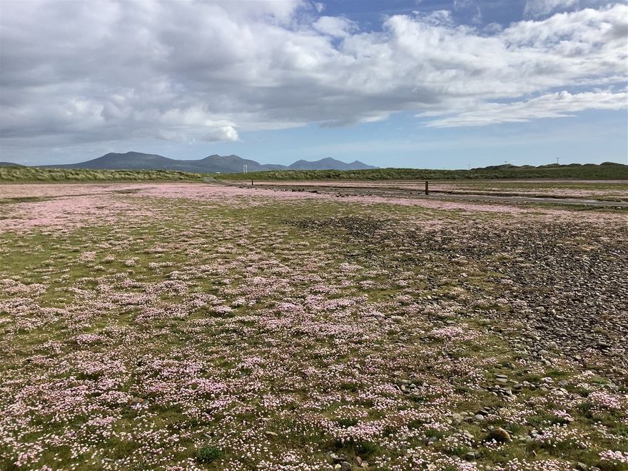Carpets of thrift appeared all around the causeway for the fist time in living history!